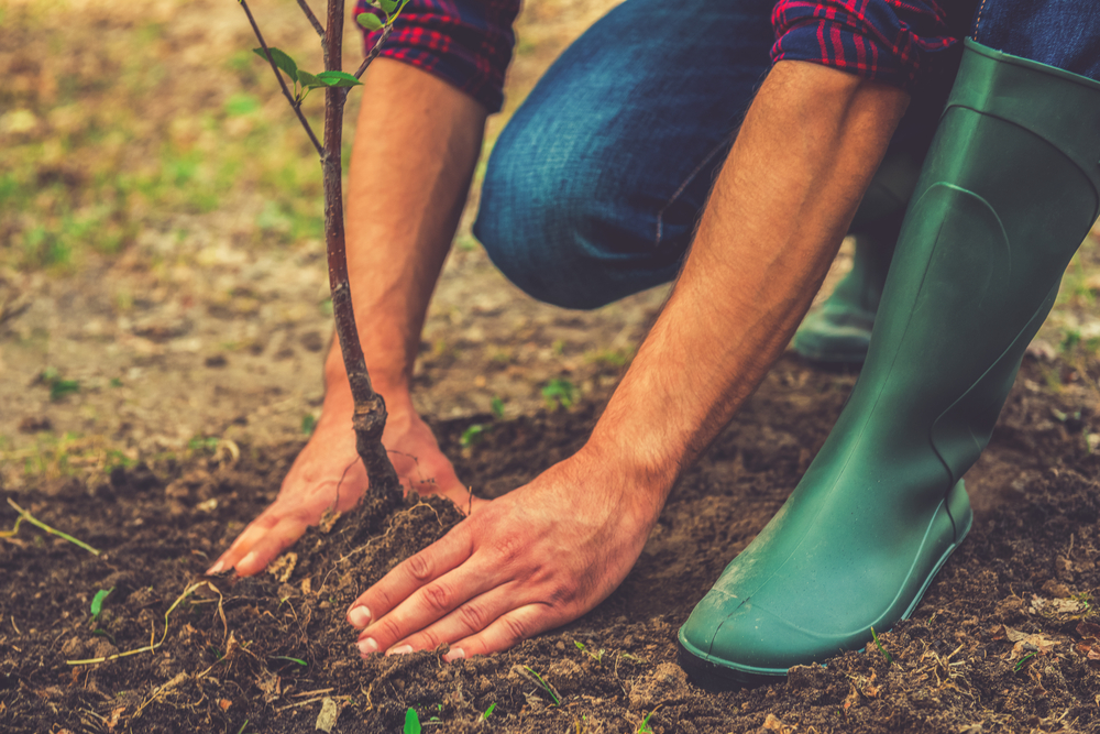 farming growing