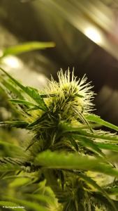 quality of bud distinctions