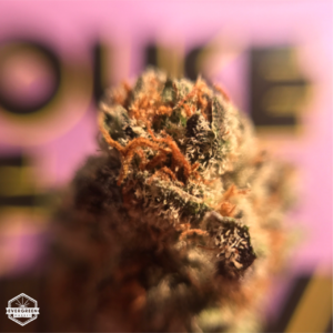 mend breath by house of cultivar grown in tissue culture lab