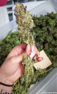 House of Cultivar cure