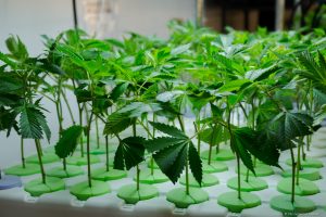 How to cut a clone from cannabis mother plant