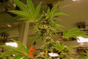 House of Cultivar marijuana plants at the garden