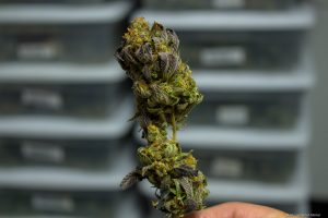 cannabis buds at House of Cultivar facility.