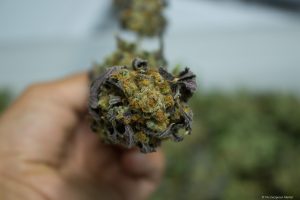 Top Shelf marijuana at House of Cultivar