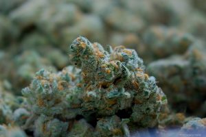 House of Cultivar hairy nug curing