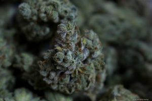 Trichomes on deck !