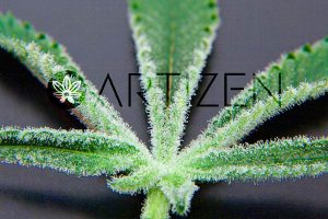 Artizen Cannabis Company