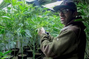 Buds on the cannabis plant at Mad Mark Farms.