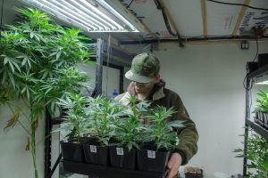 Clones at Mad Mark Farms in Enumclaw, WA.