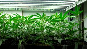 Clones at Mad Mark Farms
