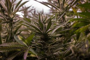 Plants at Mad Mark Farms