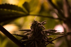 Mad Mark farms available in Washington State.