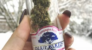 The aeroponically grown bud from Blue Roots always looks smoke-worthy.